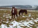 celine_und_la_rouge_besitzer_manuela_eisenmann_schoental_reitponys