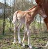 deutsches-reitpony-hengstfohlen-zuechter-josef-schlammerl-gestuet-heuweg