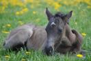 deutsches-reitpony-von-fs-pontiac-aus-der-ranja-gold