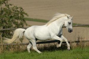 Glaskopf Golden Swaine